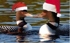 Canards de noël
