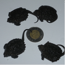 tortues et deux dollards